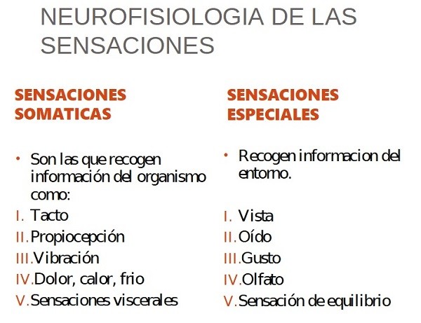 sensaciones somaticas y especiales sensaciones somaticas y especiales